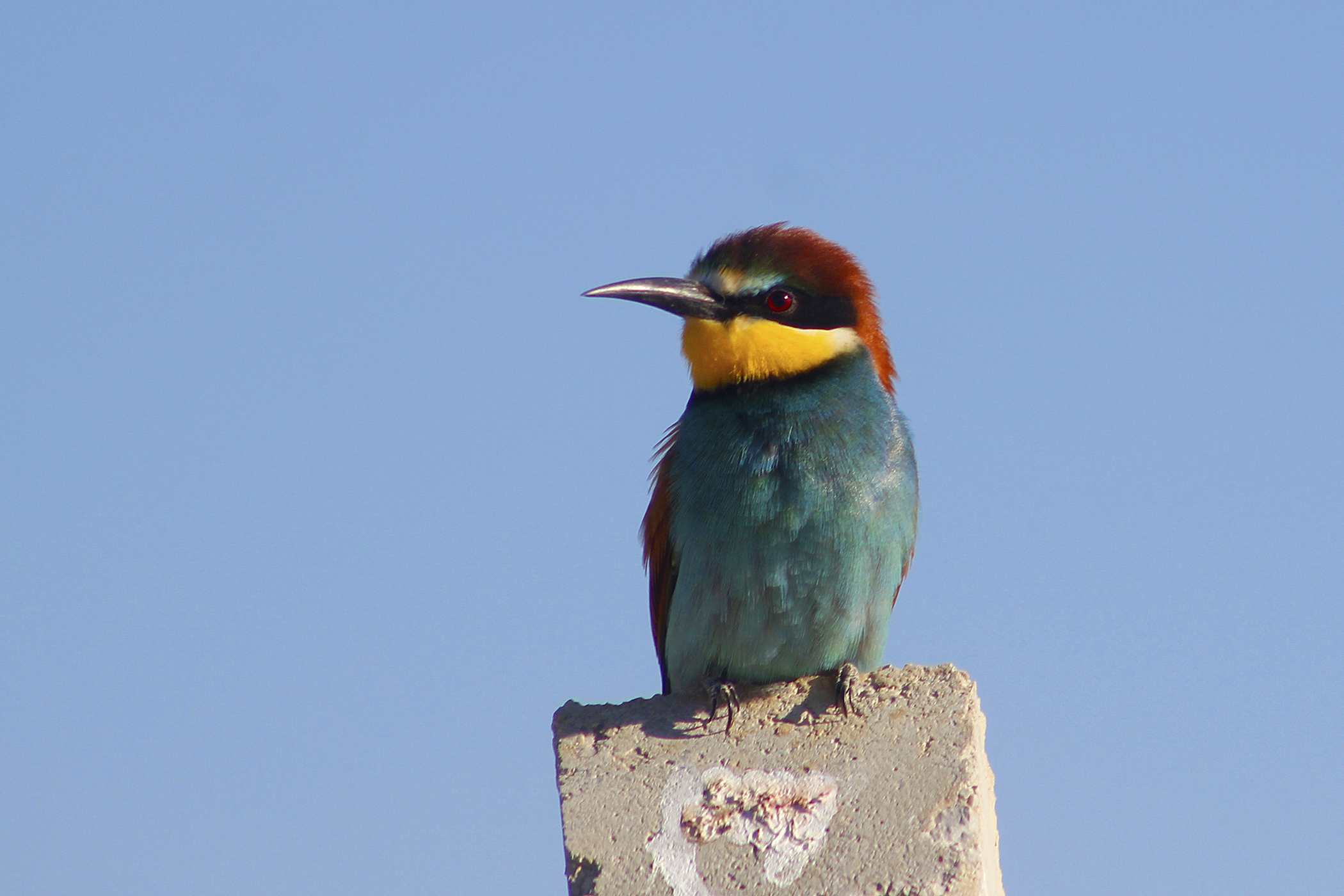 European Bee-eater